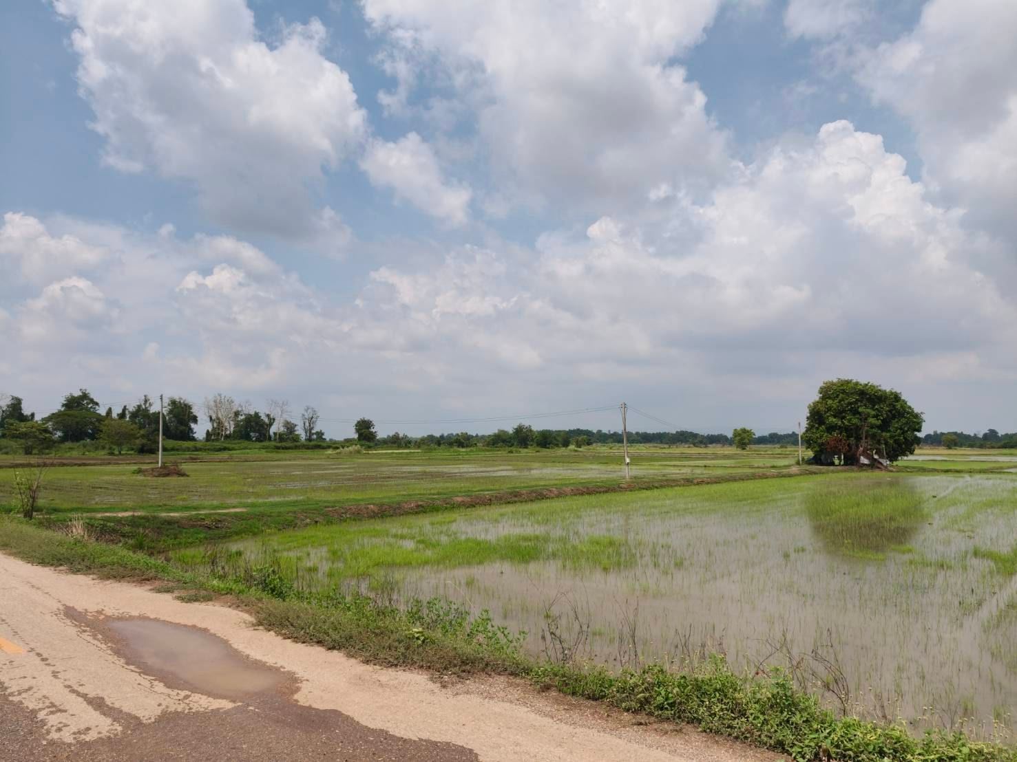 ขายที่ดิน ที่นา พิษณุโลก อำเภอวังทอง 19 ไร่ สวยมาก วิวนาสวย อากาศดี เงียบสงบ โทร 063-2825635