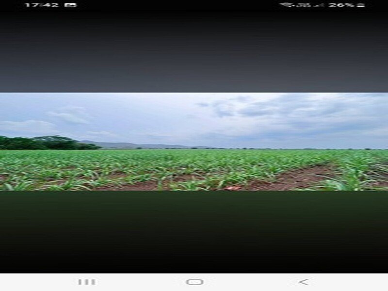 ขายด่วน ขายถูก ที่ดินอำเภอหนองม่วง จังหวัดลพบุรี เนื้อที่ 14 ไร่