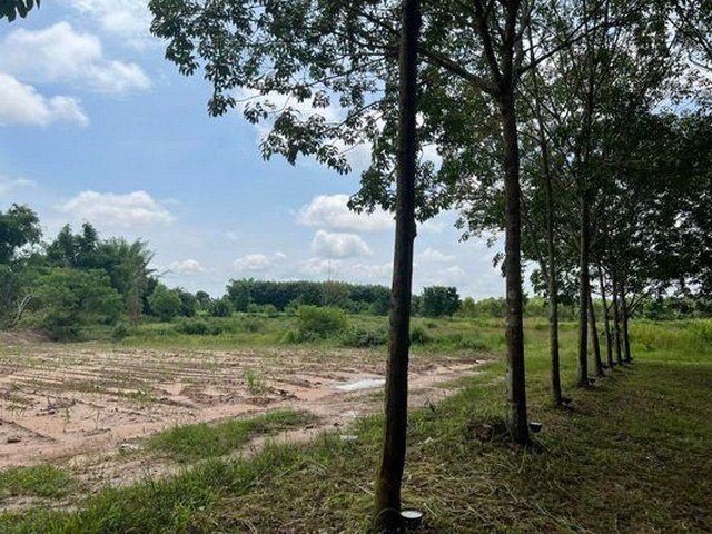 ขายที่ดินที่นา 1ไร่ 3ล้านบาท ถนนบายพาส น้ำ ไฟฟ้า บ้านขี้เหล็กใหญ่ ต.ในเมือง อ.เมือง ชัยภูมิ