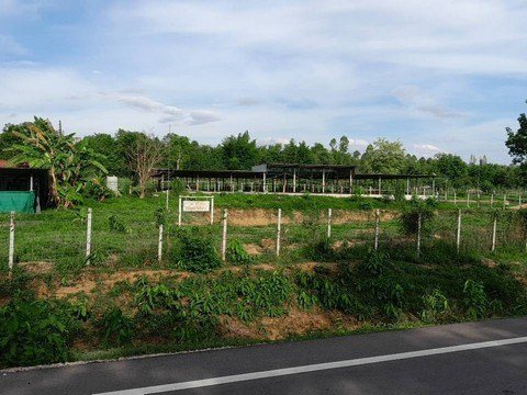 ขายที่ดิน 9ไร่3งาน 3.5ล้านบาท ฟาร์มวัว ทำต่อได้ ต.เวียงตาล อ.ห้างฉัตร ลำปาง