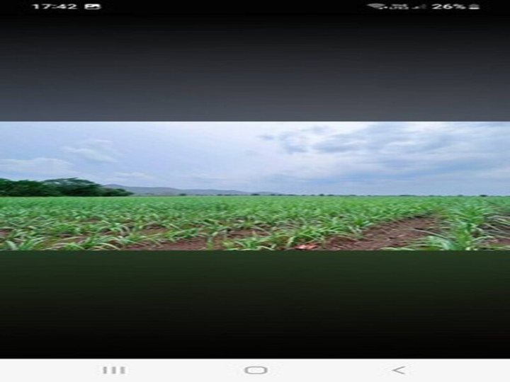 ขายด่วน ขายถูก ที่ดินอำเภอหนองม่วง จังหวัดลพบุรี เนื้อที่ 14 ไร่